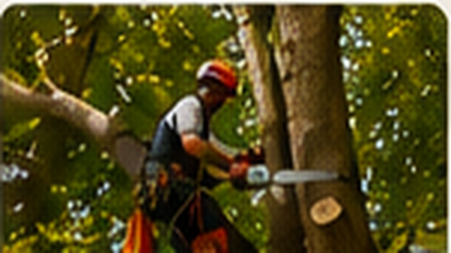 Tree care professional trimming a mature tree